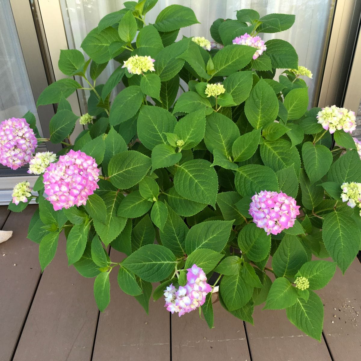 紫陽花を秋に咲かせる 花が色付きました