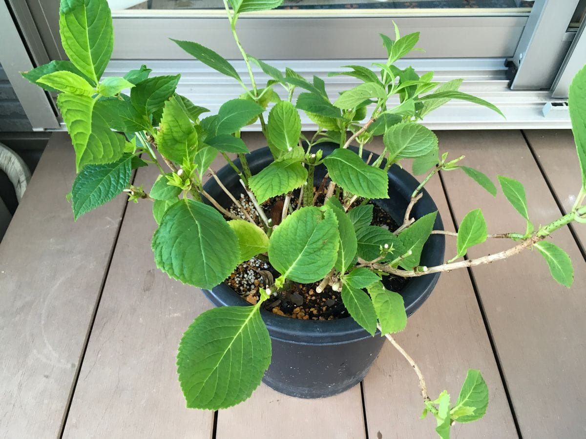 紫陽花を秋に咲かせる 花を全て切りました