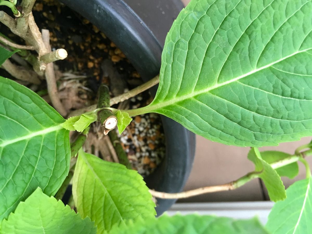 紫陽花を秋に咲かせる 葉芽を切り戻したところに新芽が