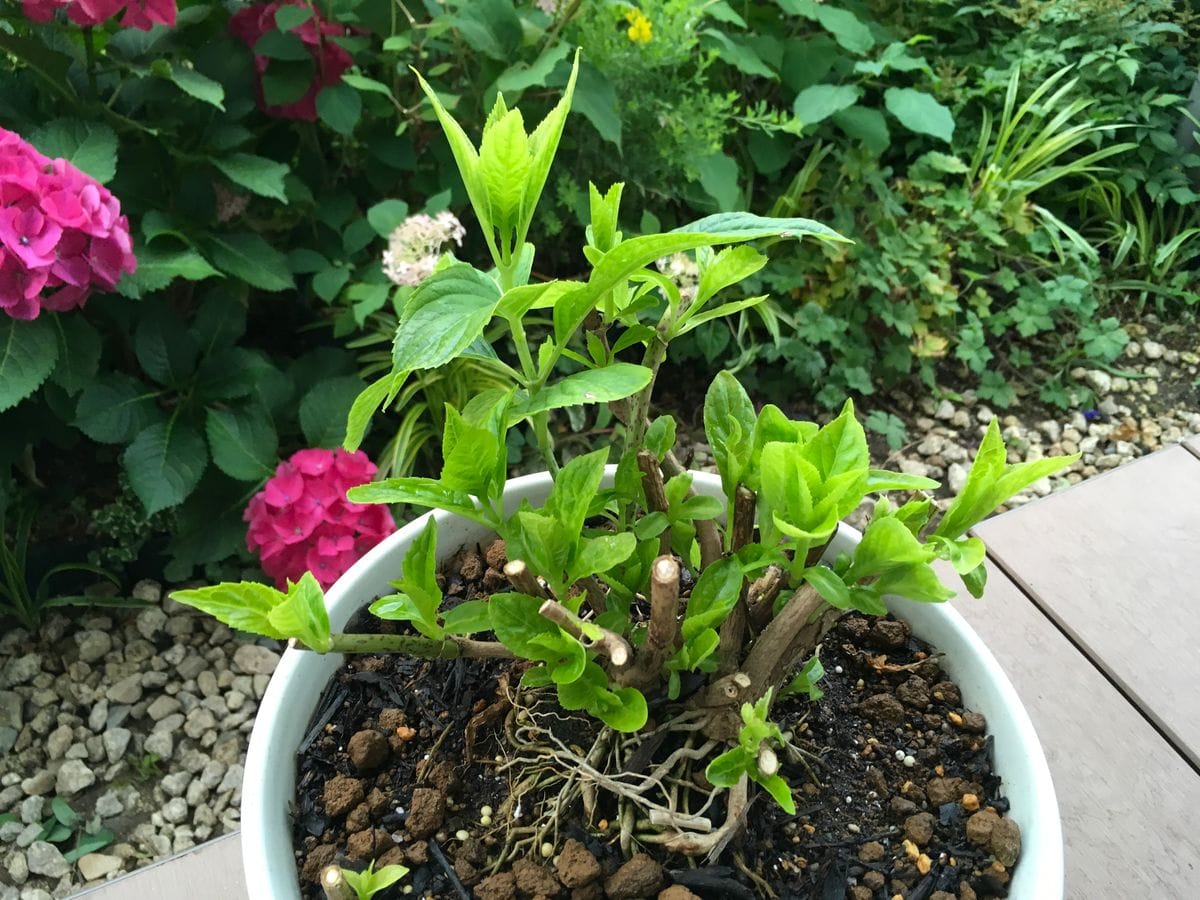 紫陽花を秋に咲かせる 新芽が育って来ました⤴︎