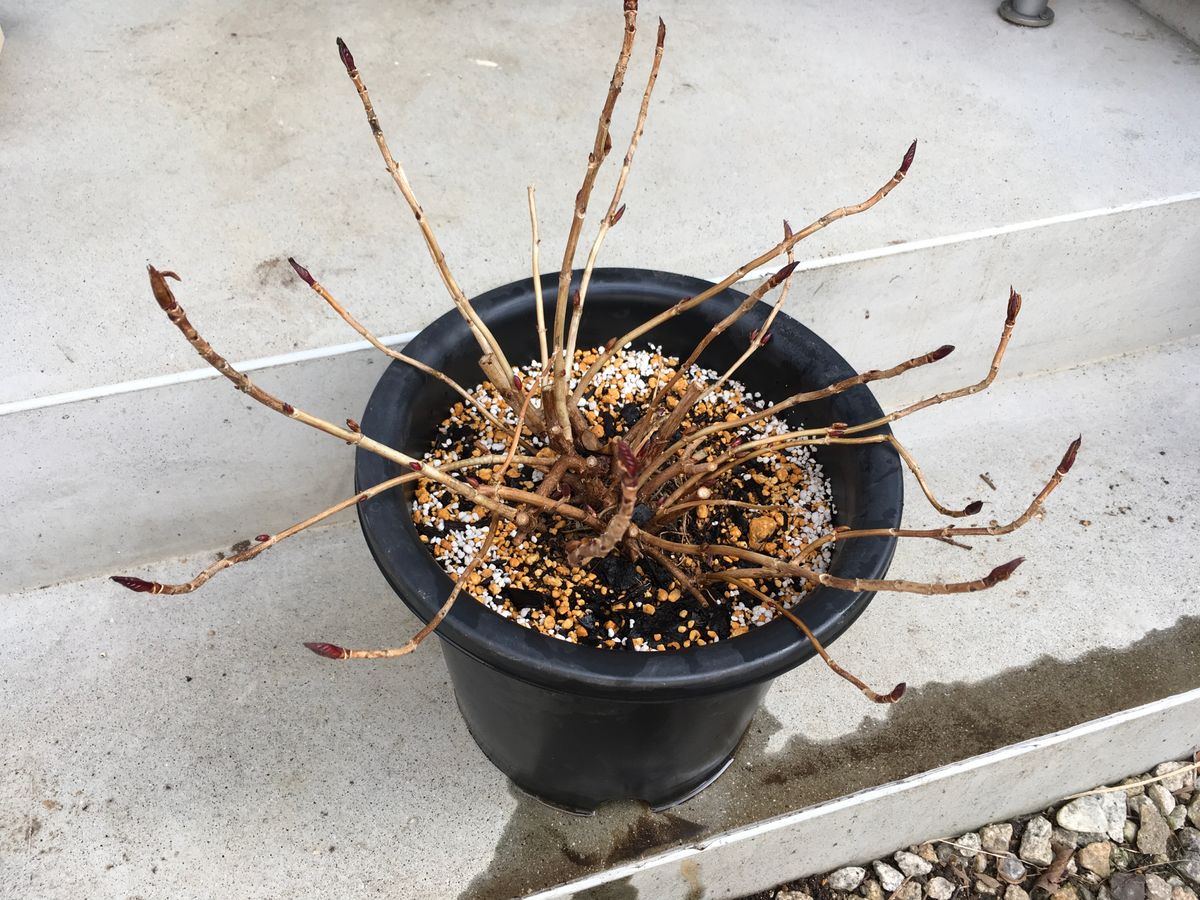 紫陽花を秋に咲かせる 新しい土で植え替えしました。