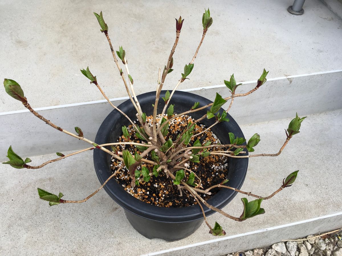 紫陽花を秋に咲かせる 新芽が出揃いました