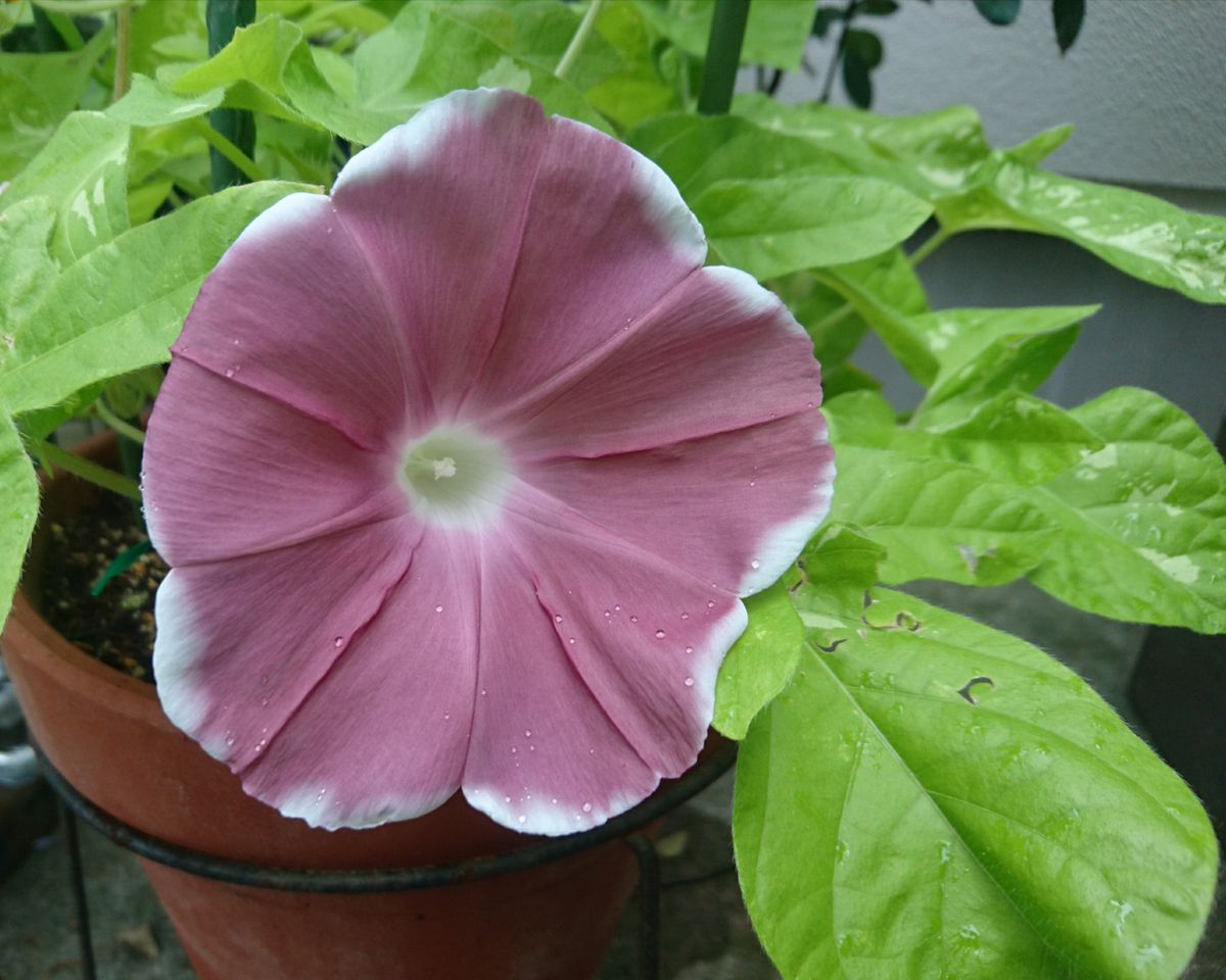 朝顔・茶園の月 行灯仕立てを義父へ 花が咲きました✨