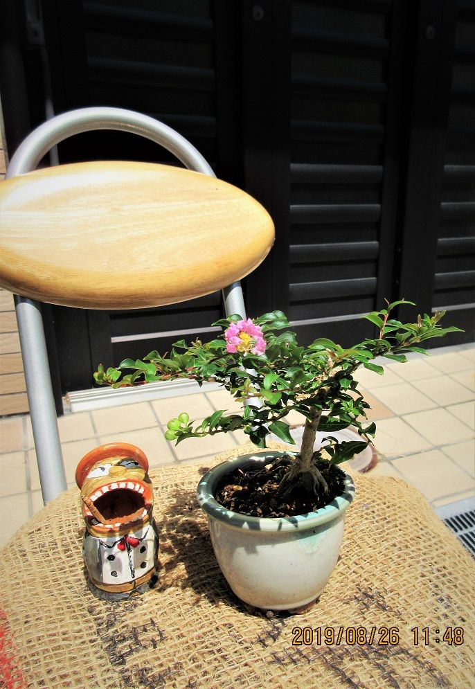 『サルスベリ』の小品盆栽づくり 『極姫サルスベリ』は「チカソー」かな。