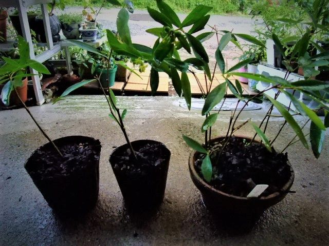 ヤンバルガンピは播種後、３年で小盆栽だ。 種蒔きや挿木も成長率は同じです。