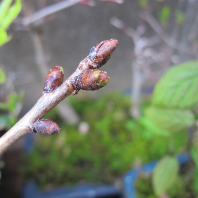 桜の挿し木は成功するか？ 木の芽の様子