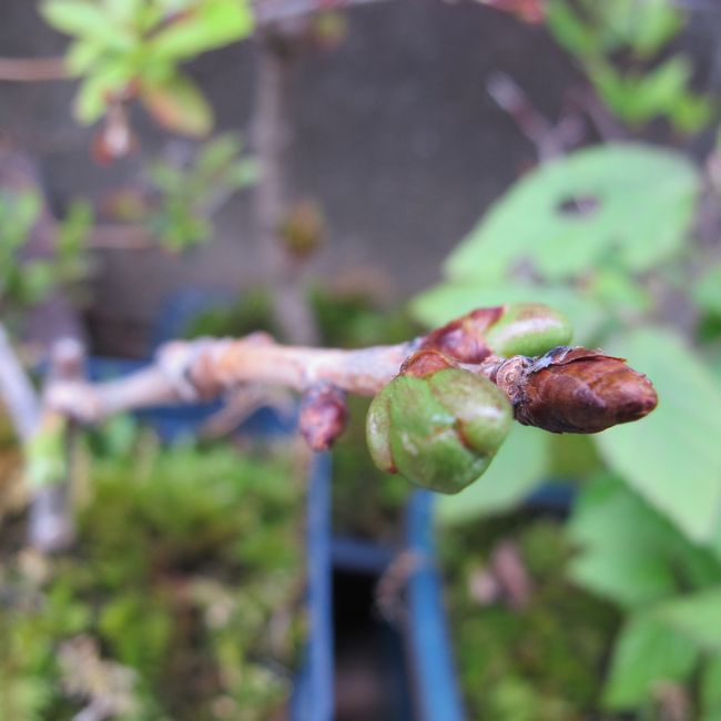 桜の挿し木は成功するか？ 花芽か？