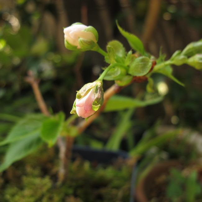 桜の挿し木は成功するか？ 蕾が膨らんでもうすぐ咲きます！