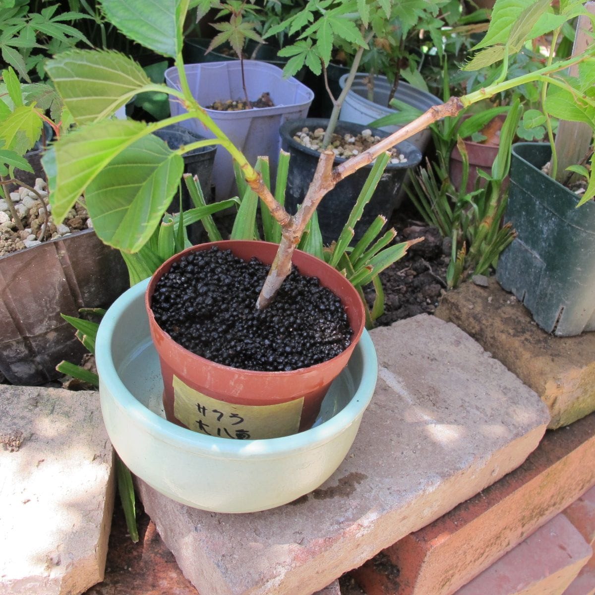 桜の挿し木は成功するか？ 土に植え替え