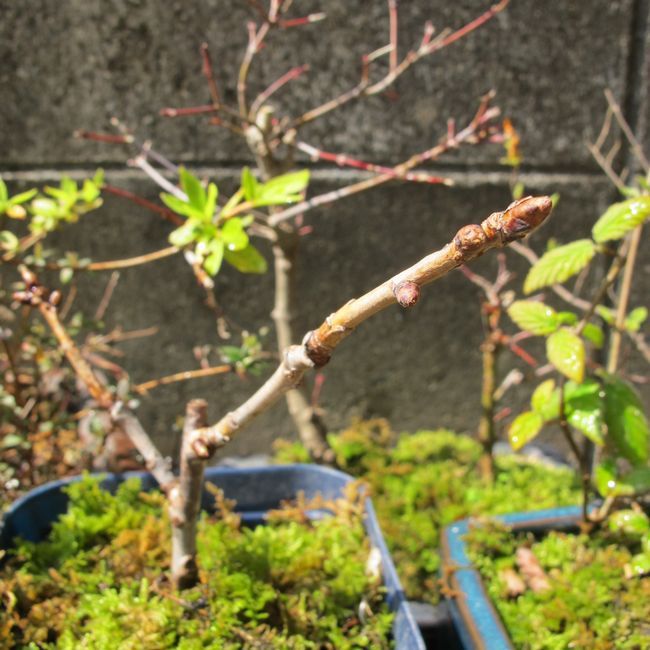 桜の挿し木は成功するか？ 3月の様子