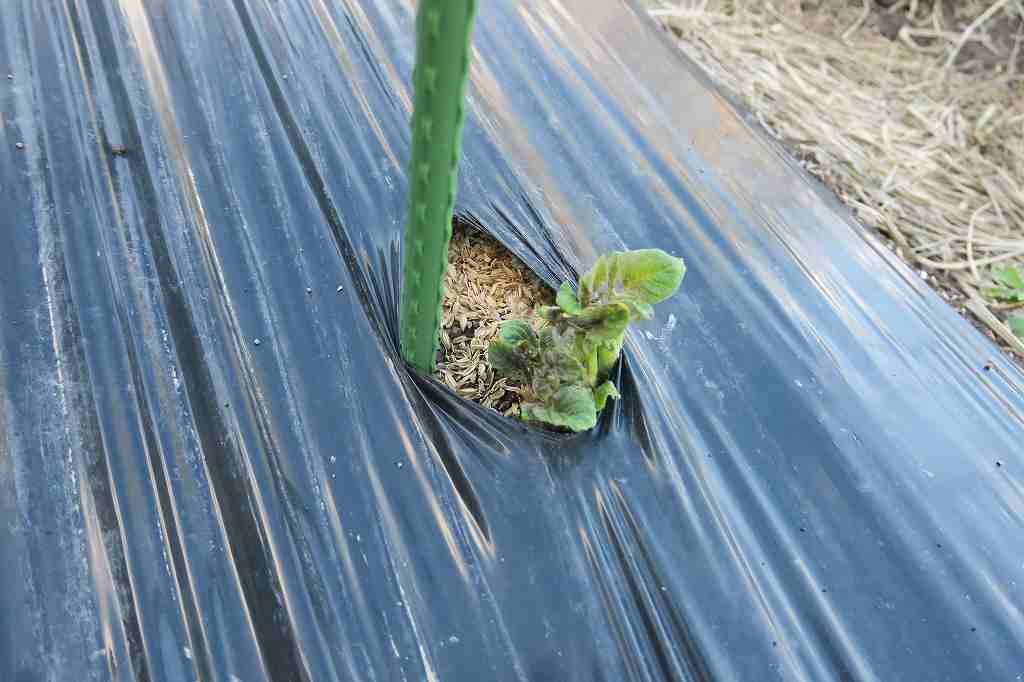 逆さ　浅植え　黒マルチ　ジャガイモ挑戦 やっと芽が出た　よかった