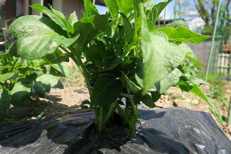 逆さ　浅植え　黒マルチ　ジャガイモ挑戦 半分の茎を束ねて