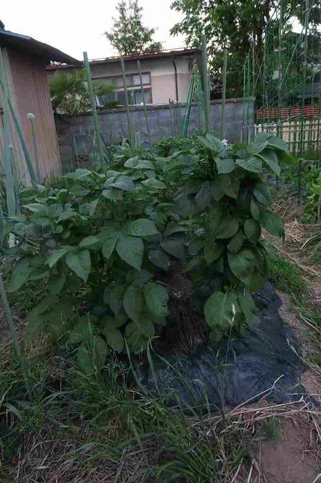 逆さ　浅植え　黒マルチ　ジャガイモ挑戦 育ちがいいな