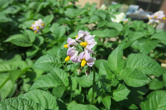 逆さ　浅植え　黒マルチ　ジャガイモ挑戦 花が咲きました。