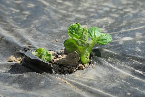 逆さ　浅植え　黒マルチ　ジャガイモ挑戦 芽が出ました。