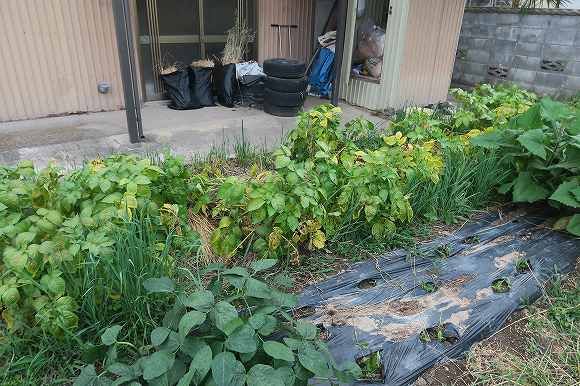 逆さ　浅植え　黒マルチ　ジャガイモ挑戦 週末には収穫できそう