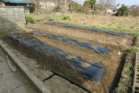 逆さ　浅植え　黒マルチ　ジャガイモ挑戦