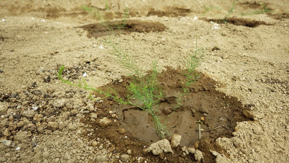 アスパラガスを種から育てる[i:235] 植え付け