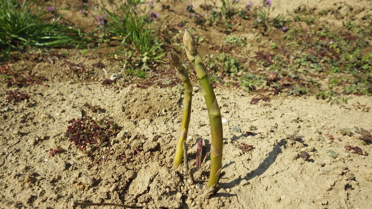 アスパラガスを種から育てる[i:235] アスパラガスの芽