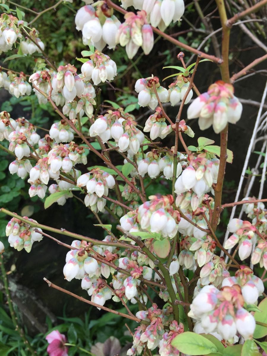 父のブルーベリー 満開の花