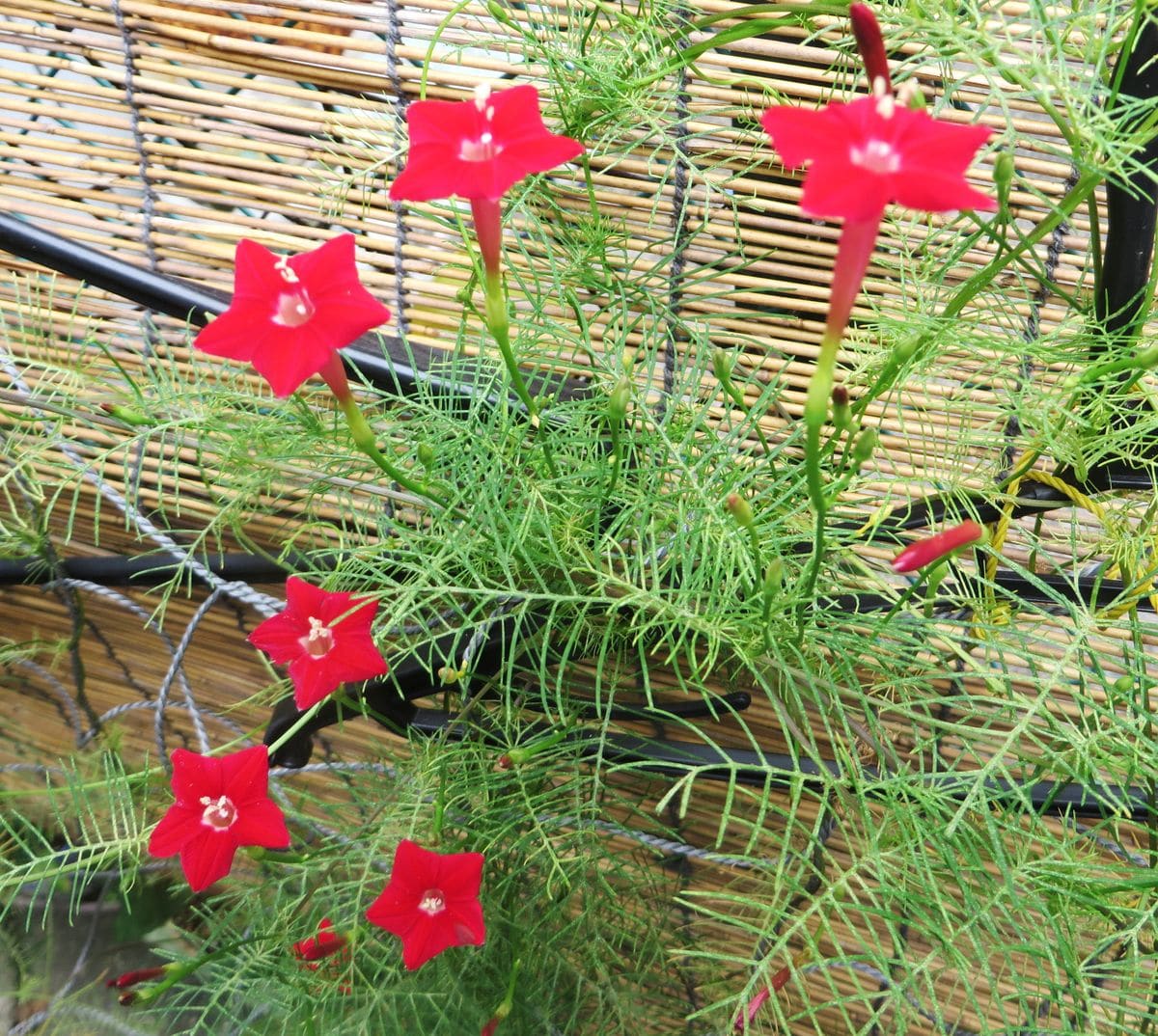 種からのルコウソウ 次々と開花(^_-)-☆