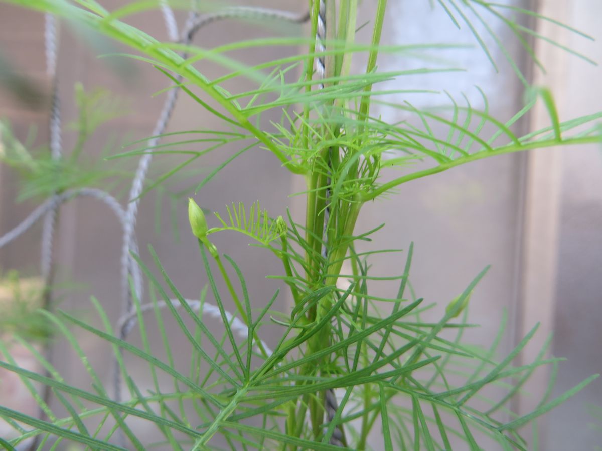 種からのルコウソウ 花芽かな　(^^♪