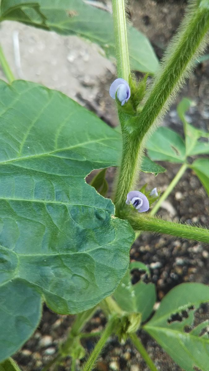 おせちの黒豆を自分で育てられたらいいな～ お花が咲き始めました！