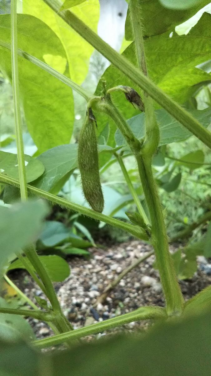 おせちの黒豆を自分で育てられたらいいな～ サヤ発見！