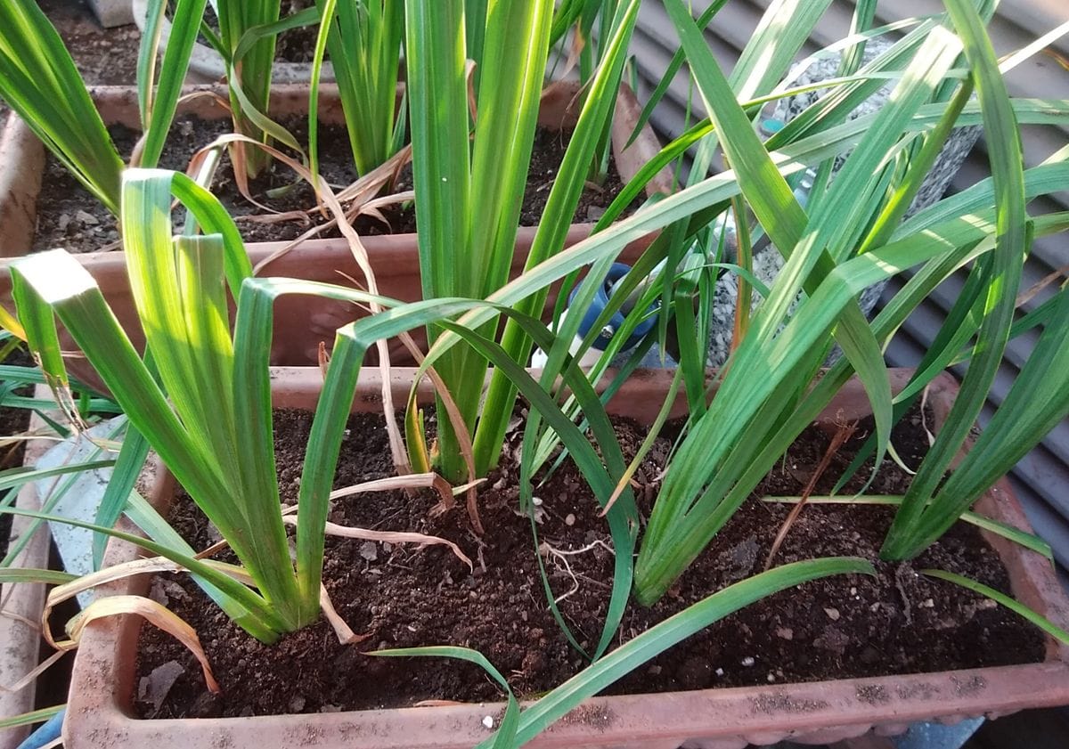 種から育てている花菖蒲の花が見たい １０/２８　春まで待たずに植え替え①