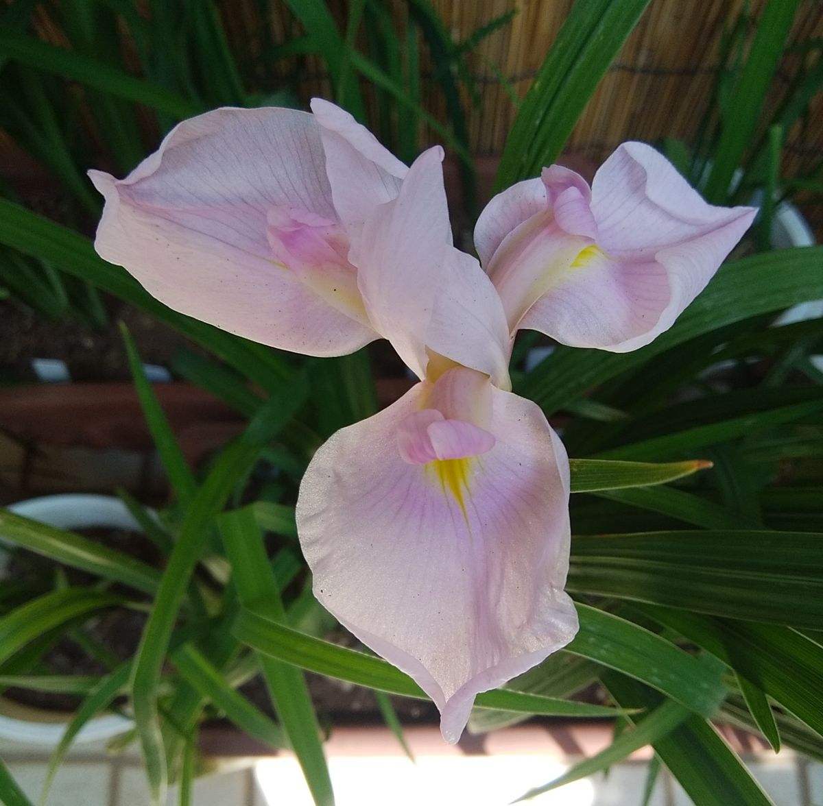 種から育てている花菖蒲の花が見たい ６月６日　初花開花・桜色に近い藤色です