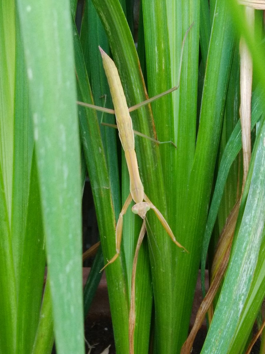 種から育てている花菖蒲の花が見たい 「カマキリさん」　忍びの術？