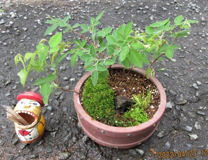 『屋久島ハギ』は、二度咲くのだ！ 『木萩』の石付き寄せ植え盆栽づくり
