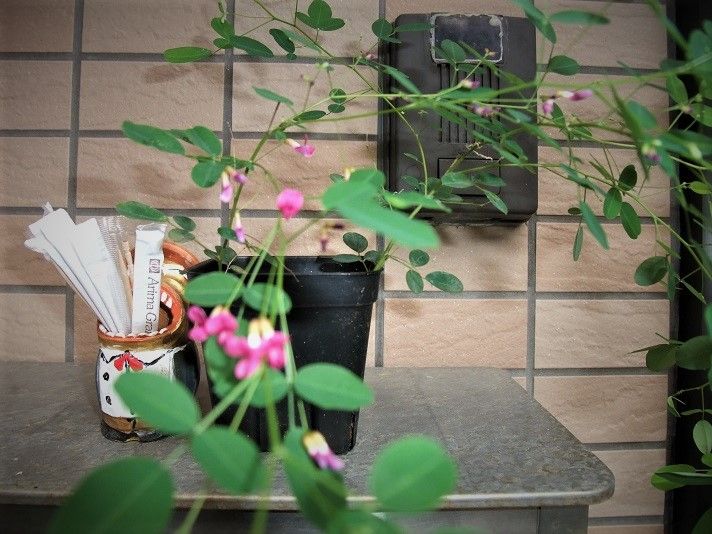 二期咲き屋久島萩（丸色鉢)の鉢植え2023初夏開花予定
