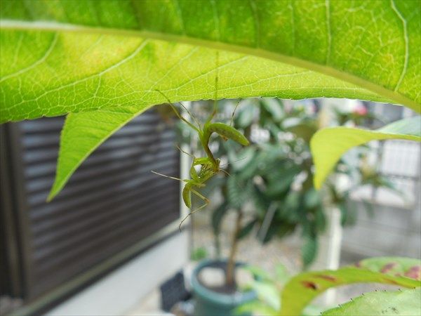 実生桃　2/2 カマキリが共食い