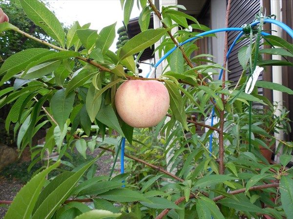 実生桃　2/2 満開後95日目　収穫