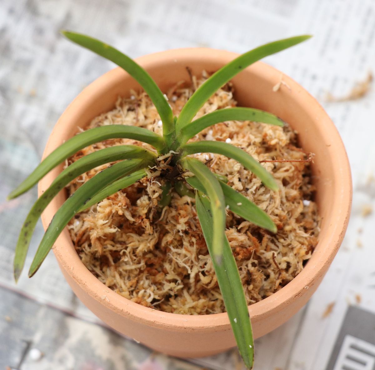 風蘭を育ててみる 植え付け完了