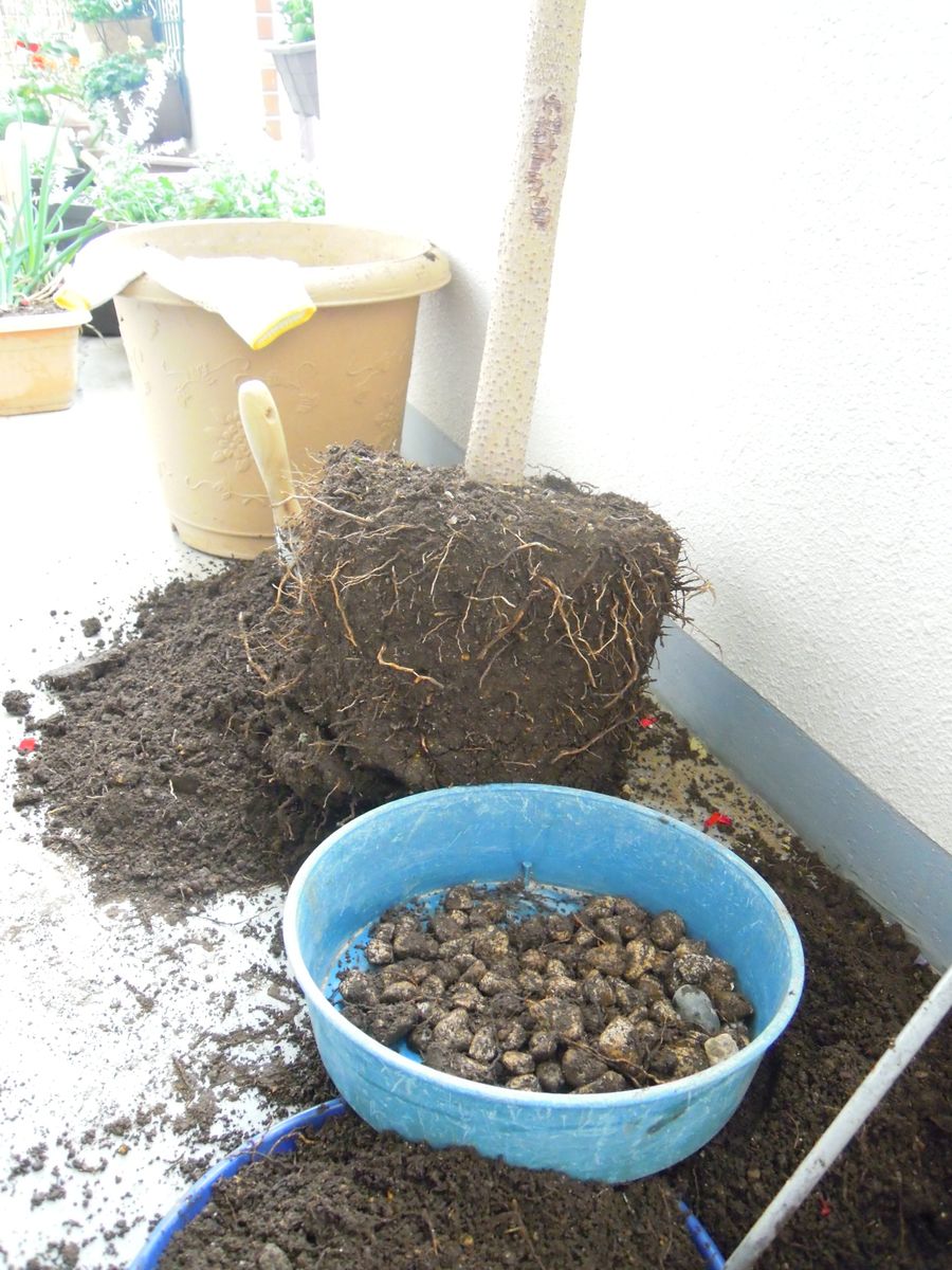 ベランダでアボカド栽培（観賞用として） 鉢は変えずに植え替え