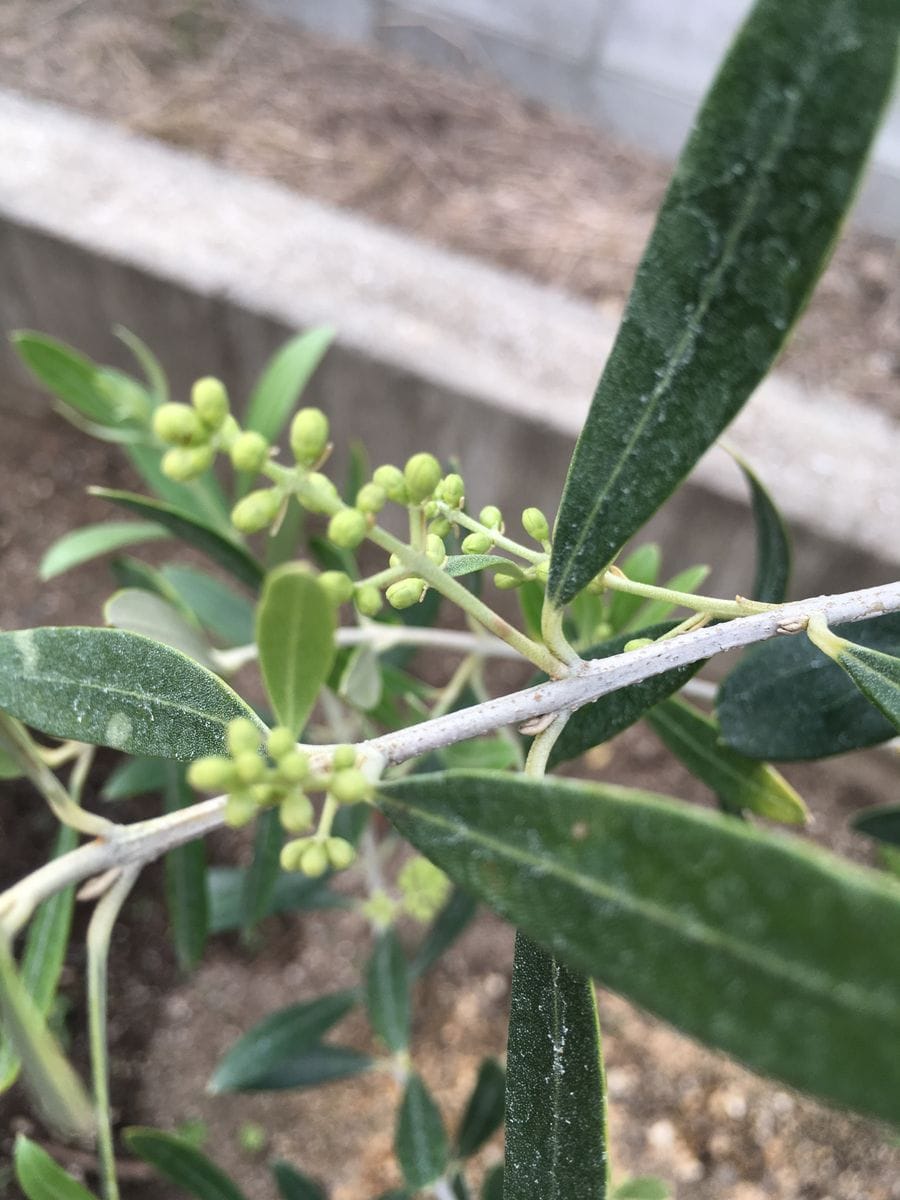 シンボルツリー 花芽がついた！