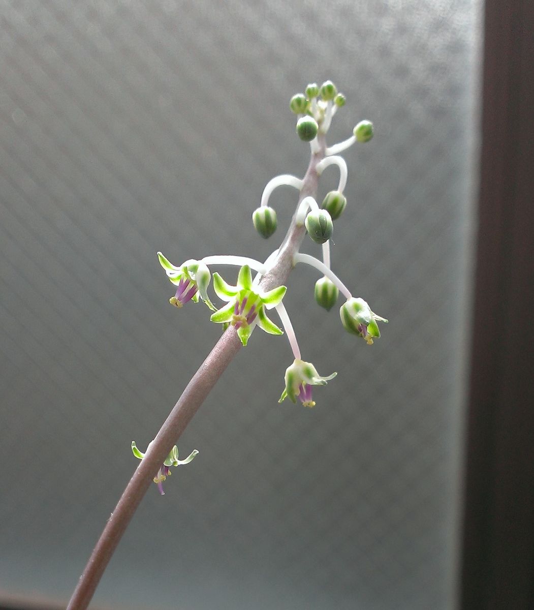 豹紋（ひょうもん）　ポコポコふえる！ ささやかな花