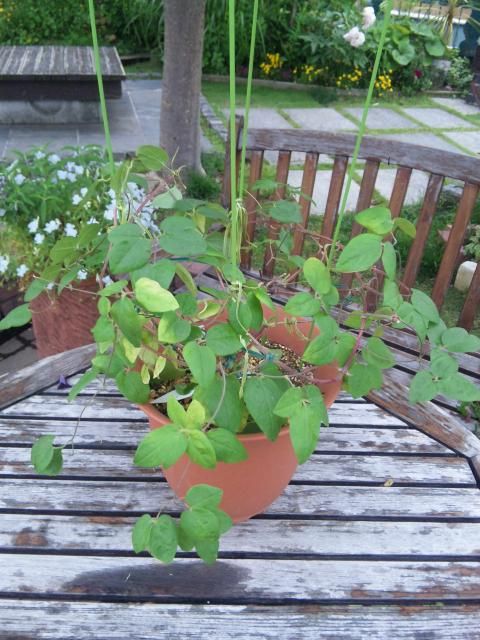 続・苗木から今夏の開花を目指して！！ ２番花を見るための中剪定