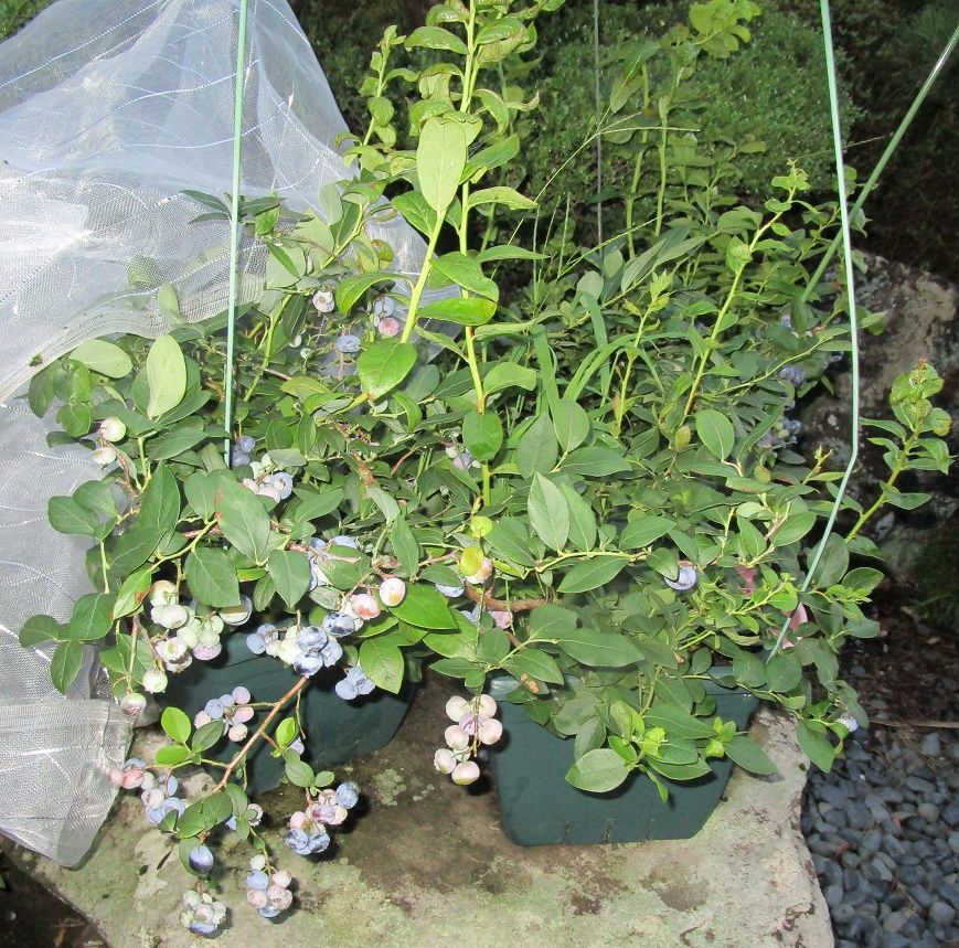 食べたら蒔く、実生のレポ