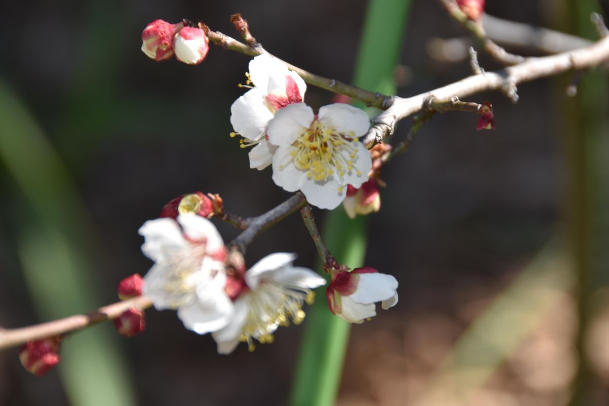 南高梅を育てて梅干作り 初めての花が咲きました。