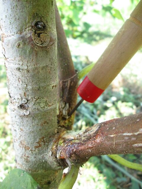 イチジクとカミキリ虫 産卵場所を確認