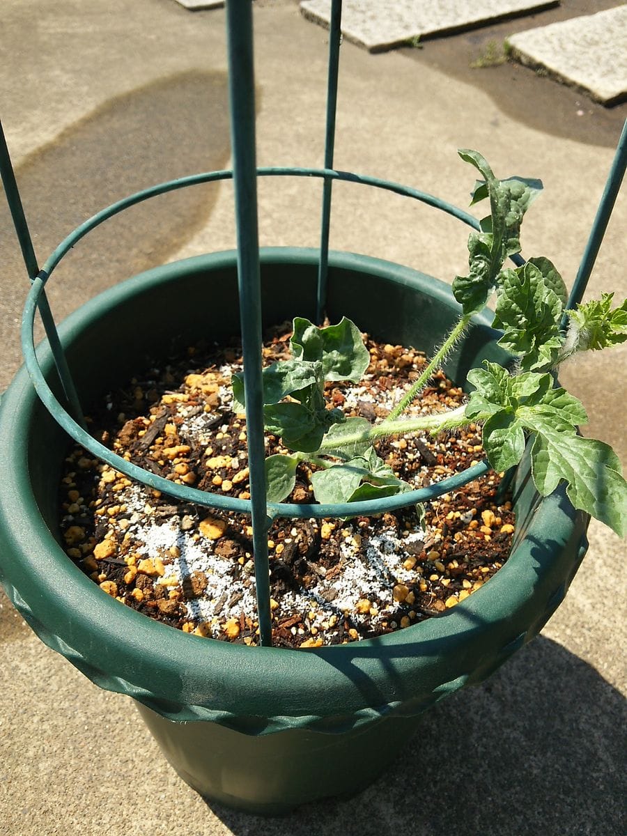 鉢植えスイカ🍉 6月3日10号鉢に定植🌱