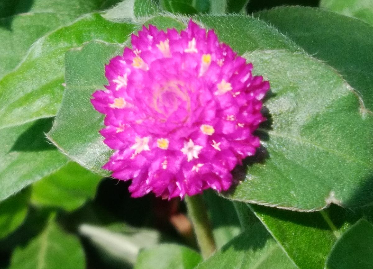 真夏でも元気に咲くという千日紅を育てて、花を楽しむ（その１） 花の中に小さな花が咲き