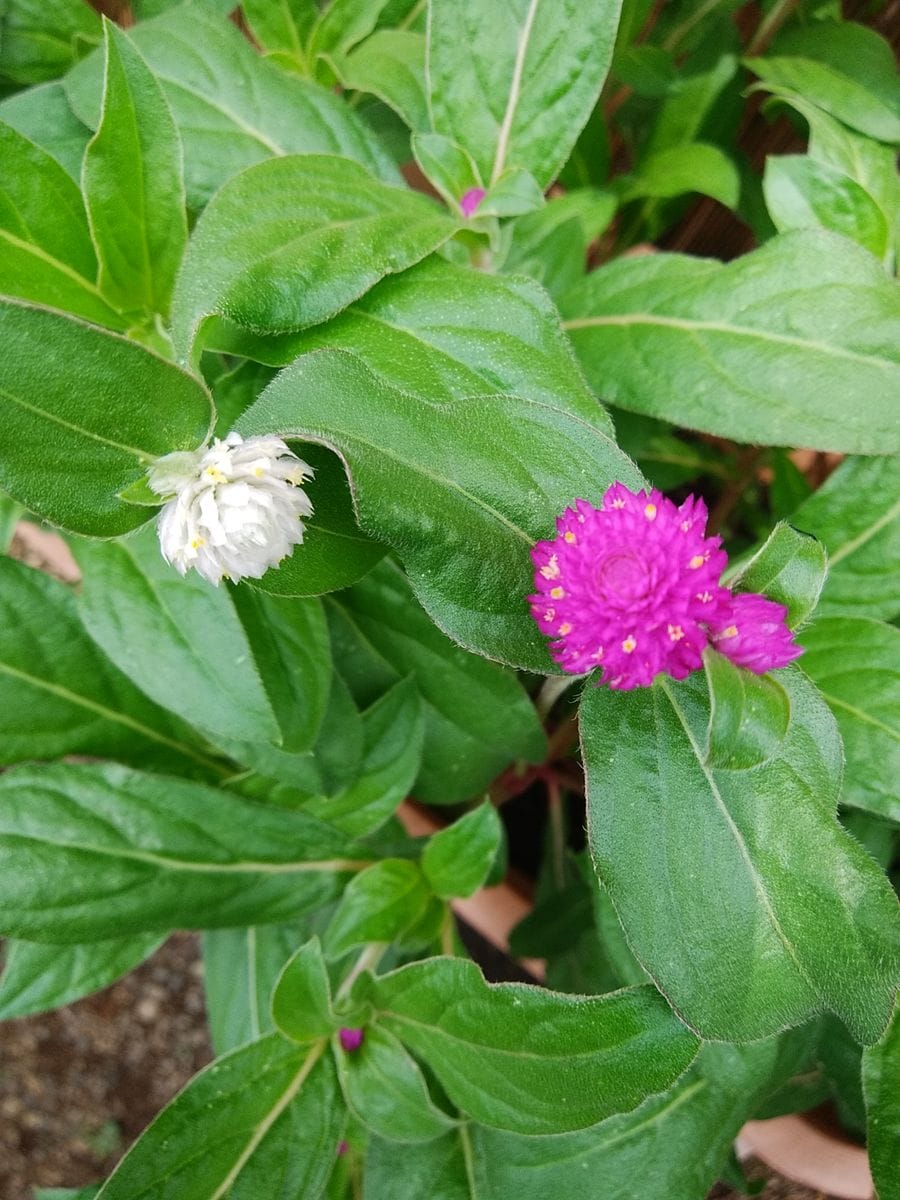 真夏でも元気に咲くという千日紅を育てて、花を楽しむ（その１） 千日紅に 紅白の蕾揃