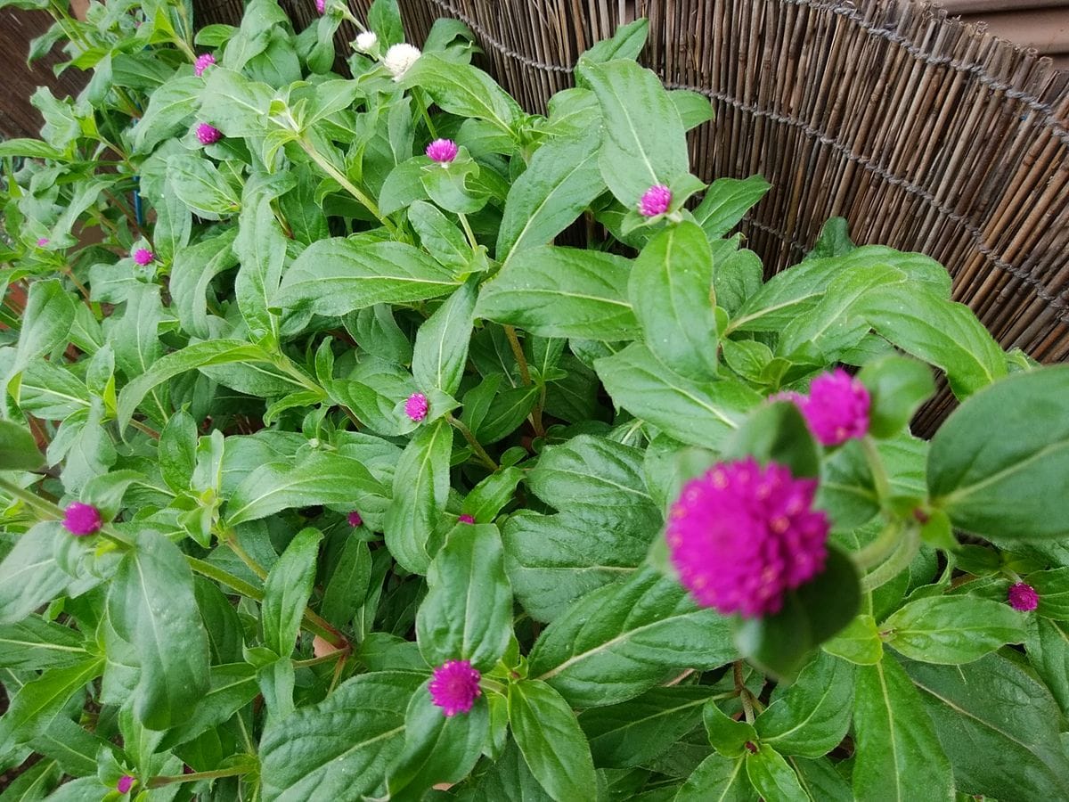 真夏でも元気に咲くという千日紅を育てて、花を楽しむ（その１） 草丈が５０センチに