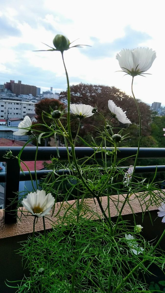 秋にコスモスが見たい😆 11月13日　沢山咲いてます