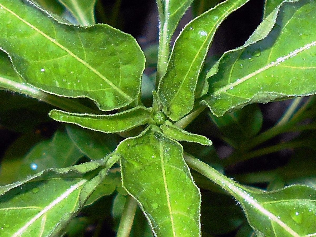 ピリピリ ― ブラジル発ポルトガル経由アフリカ着のトウガラシ 花芽を確認してから定植