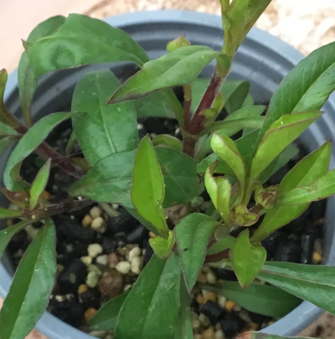 挿し木で育成（チョコレートコスモス） 花芽🌱付いて来ました🌿